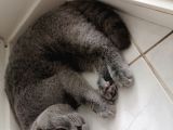 Dişi Scottish Fold 6Aylık