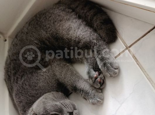 Dişi Scottish Fold 6Aylık görsel