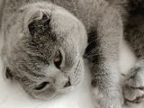 Dişi Scottish Fold 6aylık