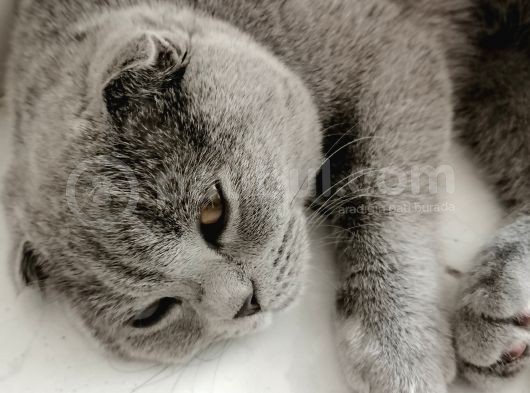 Dişi Scottish Fold 6Aylık