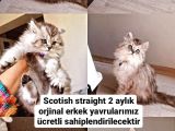 Scotish Straight Orjinal Yavrularımız