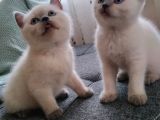 British Shorthair Erkek 1,5 Aylık Beyaz