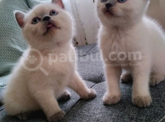 British Shorthair Erkek 1,5 Aylık Beyaz