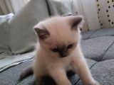 British Shorthair Erkek 1,5 Aylık Beyaz
