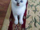 British Shorthair Erkek 1,5 Aylık Beyaz