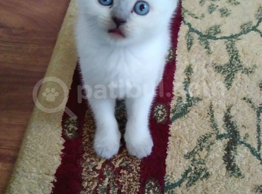 British Shorthair Erkek 1,5 Aylık Beyaz görsel