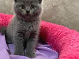 Erkek Brithis Shorthair ve Schothis Fold
