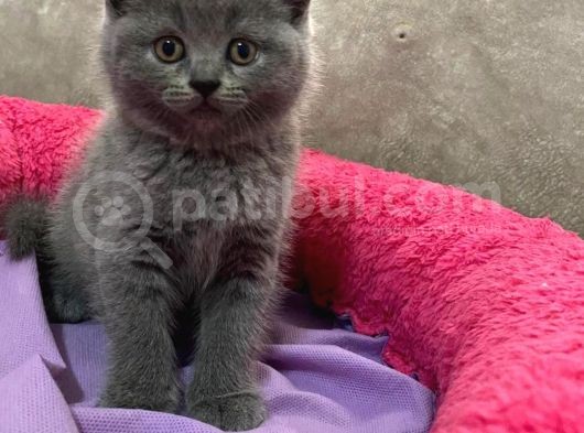 Erkek Brithis Shorthair Ve Schothis Fold