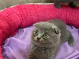 Erkek Brithis Shorthair Ve Schothis Fold