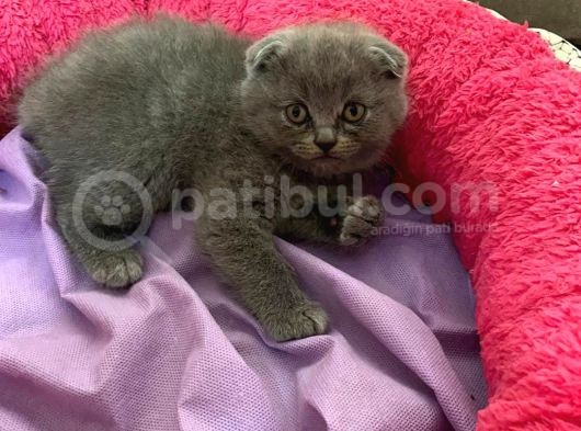 Erkek Brithis Shorthair Ve Schothis Fold görsel