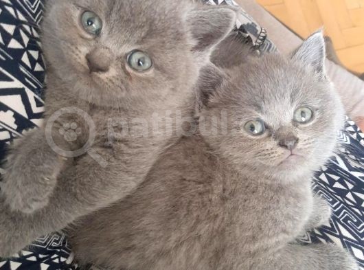 Erkek Brithis Shorthair Ve Schothis Fold görsel