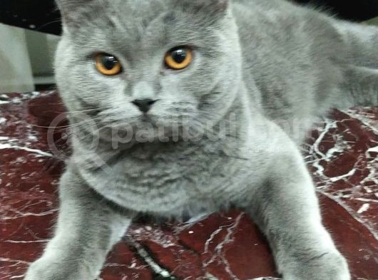 British görsel