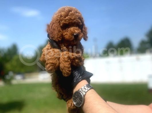 Erkek ve Dişi Toy Poodle Yavrular