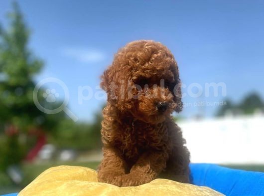 Erkek Ve Dişi Toy Poodle Yavrular görsel