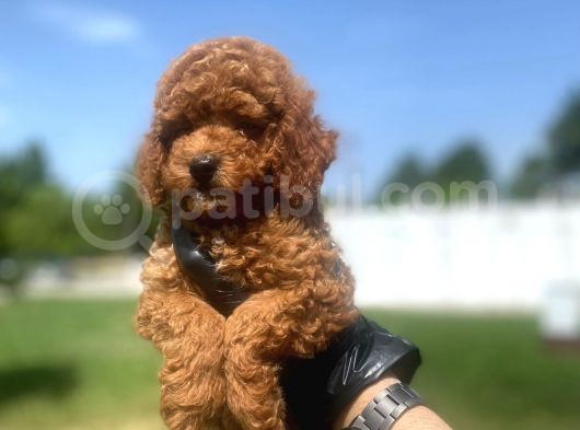 Erkek Ve Dişi Secereli Toy Poodle Yavrular görsel