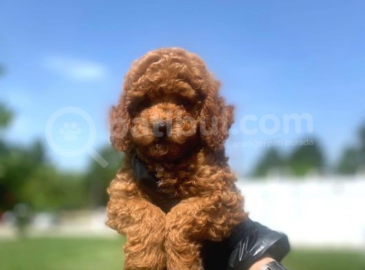 Erkek Ve Dişi Red Brown görsel