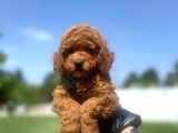 Erkek Ve Dişi Toy Poodle Yavrular