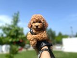 Erkek Ve Dişi Toy Poodle Yavrular