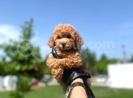 Erkek Ve Dişi Toy Poodle Yavrular görsel