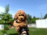 Erkek Ve Dişi Toy Poodle Yavrular