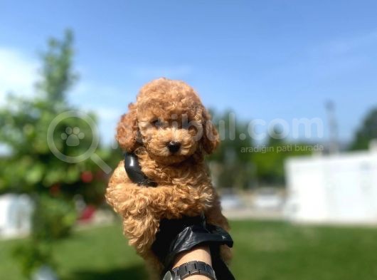 Erkek Ve Dişi Toy Poodle Yavrular görsel