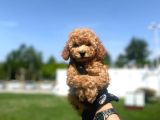 Erkek Ve Dişi Toy Poodle Yavrular