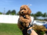 Erkek Ve Dişi Toy Poodle Yavrular