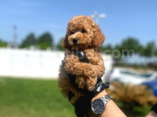 Erkek Ve Dişi Toy Poodle Yavrular görsel