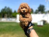 Erkek Ve Dişi Toy Poodle Yavrular