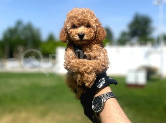 Erkek Ve Dişi Toy Poodle Yavrular görsel