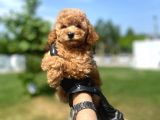 Erkek Ve Dişi Toy Poodle Yavrular