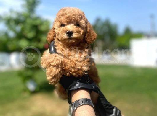 Erkek Ve Dişi Toy Poodle Yavrular görsel