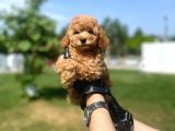 Erkek Ve Dişi Toy Poodle Yavrular