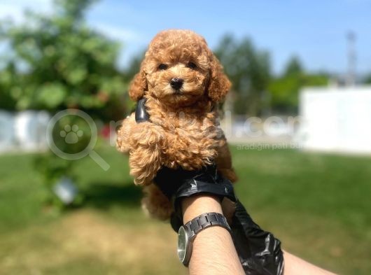 Erkek Ve Dişi Toy Poodle Yavrular görsel