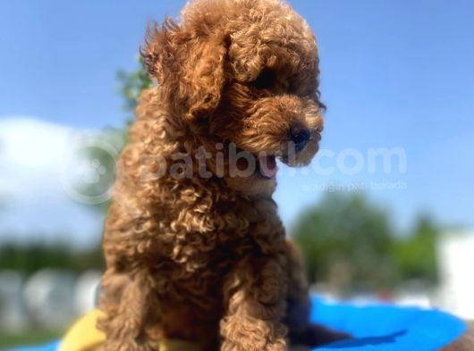 Erkek ve Dişi Secereli Toy Poodle Yavrular
