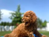 Erkek Ve Dişi Secereli Toy Poodle Yavrular