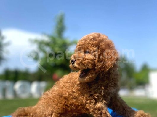 Erkek Ve Dişi Secereli Toy Poodle Yavrular görsel