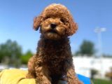 Erkek Ve Dişi Secereli Toy Poodle Yavrular