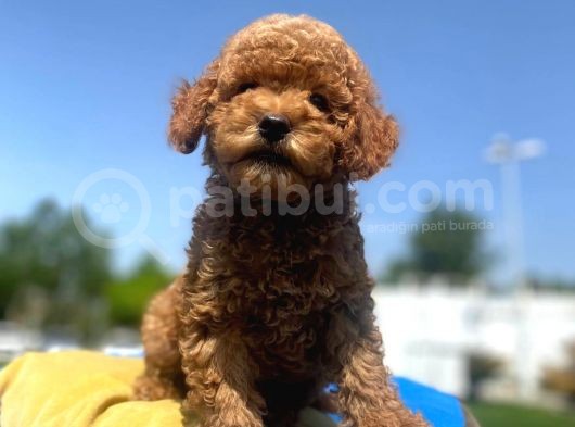 Erkek Ve Dişi Secereli Toy Poodle Yavrular görsel