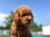 Erkek Ve Dişi Secereli Toy Poodle Yavrular