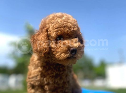 Erkek Ve Dişi Secereli Toy Poodle Yavrular görsel