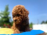 Erkek Ve Dişi Secereli Toy Poodle Yavrular