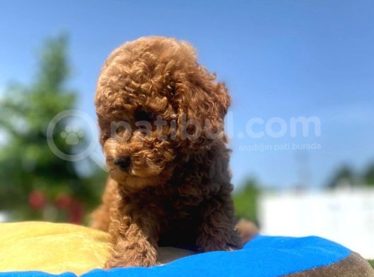 Erkek Ve Dişi Secereli Toy Poodle Yavrular görsel