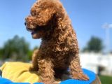 Erkek Ve Dişi Secereli Toy Poodle Yavrular