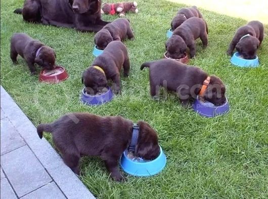 Bulabileceğiniz En Kaliteli Çikolata Labrador'Lar! görsel