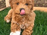 Ruhsatlı Üretim Çiftliğimizden Doodle Yavrular