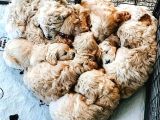 Ruhsatlı Üretim Çiftliğimizden Doodle Yavrular