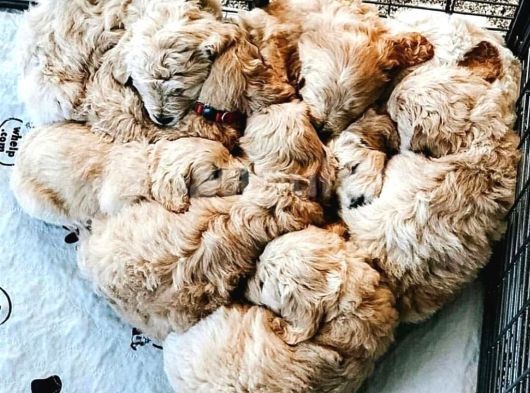 Ruhsatlı Üretim Çiftliğimizden Doodle Yavrular görsel