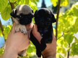 Dünyalar Tatlisi Pug Yavrulari