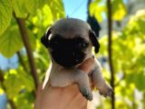 Dünyalar Tatlisi Pug Yavrulari